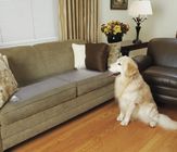 PVC material ultrasonic cat training mat static High static dog cat sofa training mat